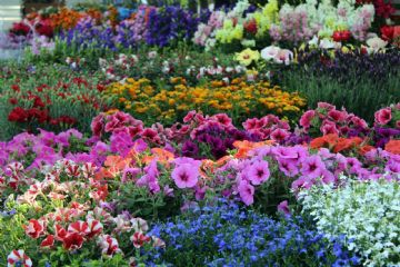 FIERA PRIMAVERILE 3 MAGGIO 2020 - novità   invio domanda