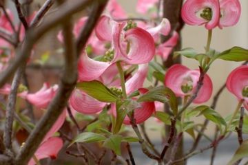 Fioritura della pianta in piazza Vittorio Emanuele II